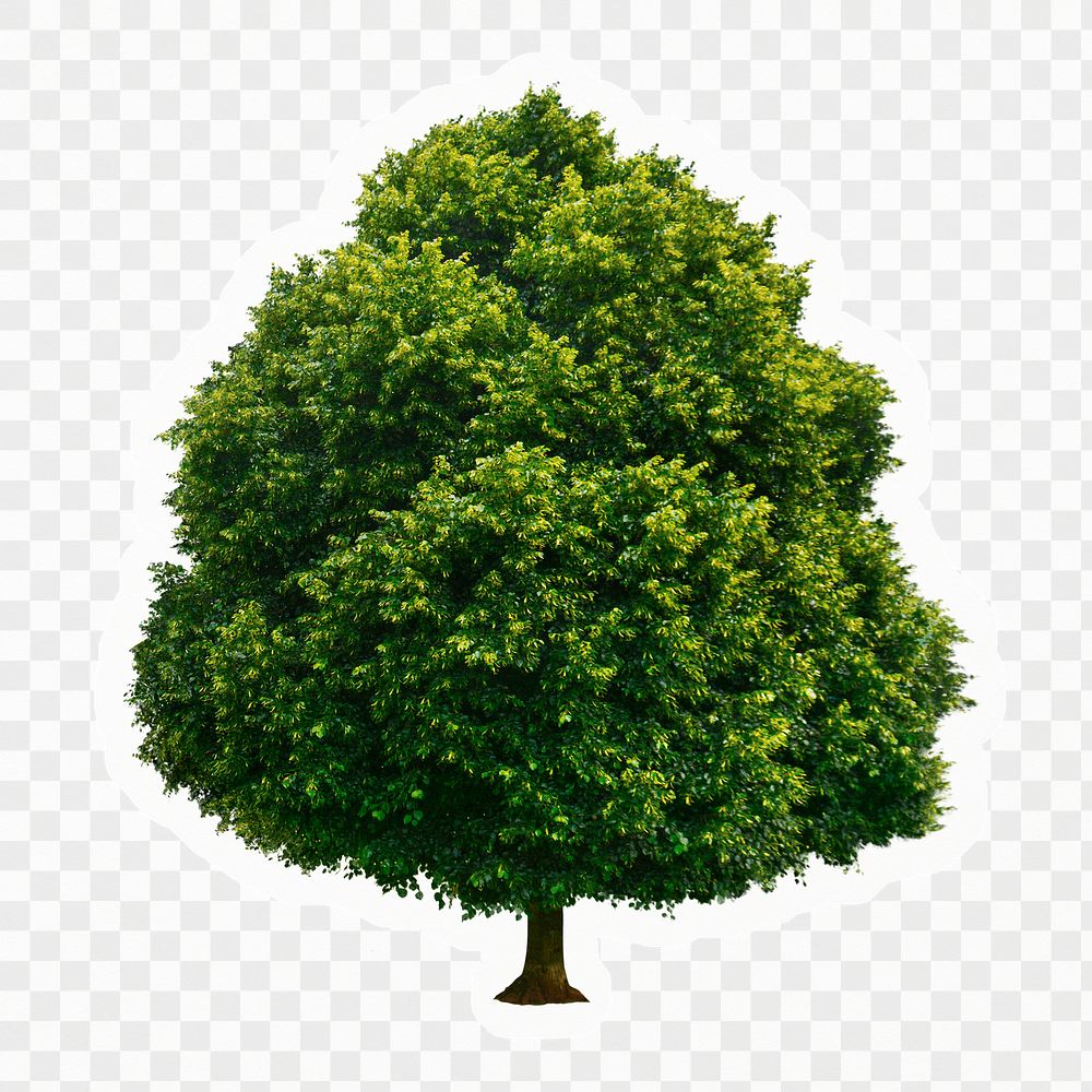Big tree png sticker, isolated, transparent background
