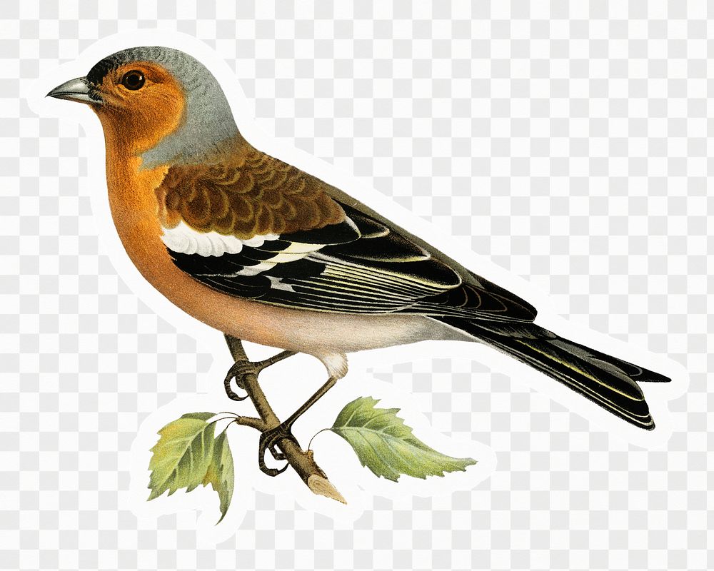 Chaffinch bird png sticker, colorful illustration, transparent background