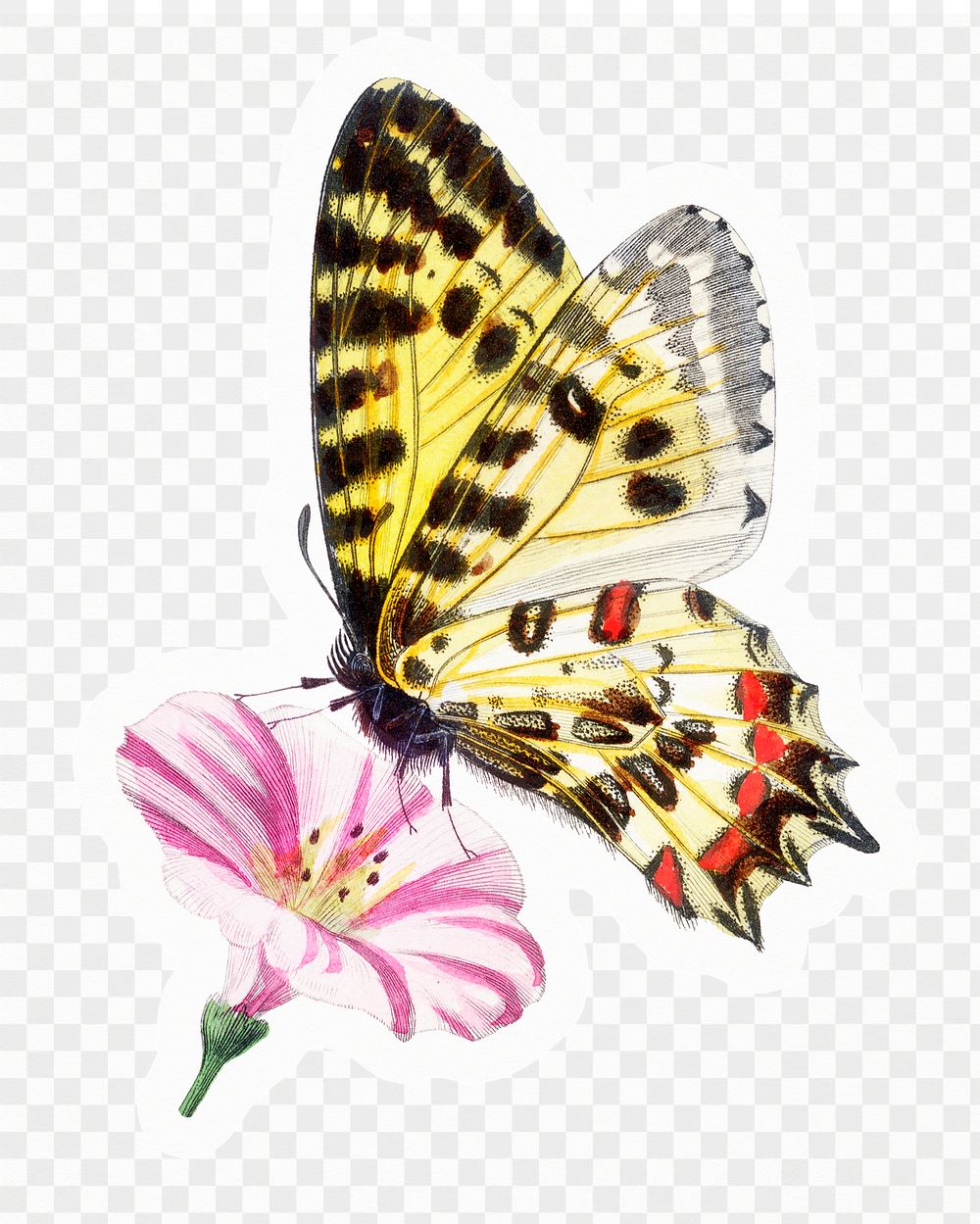 Butterfly png sticker, animal illustration, transparent background