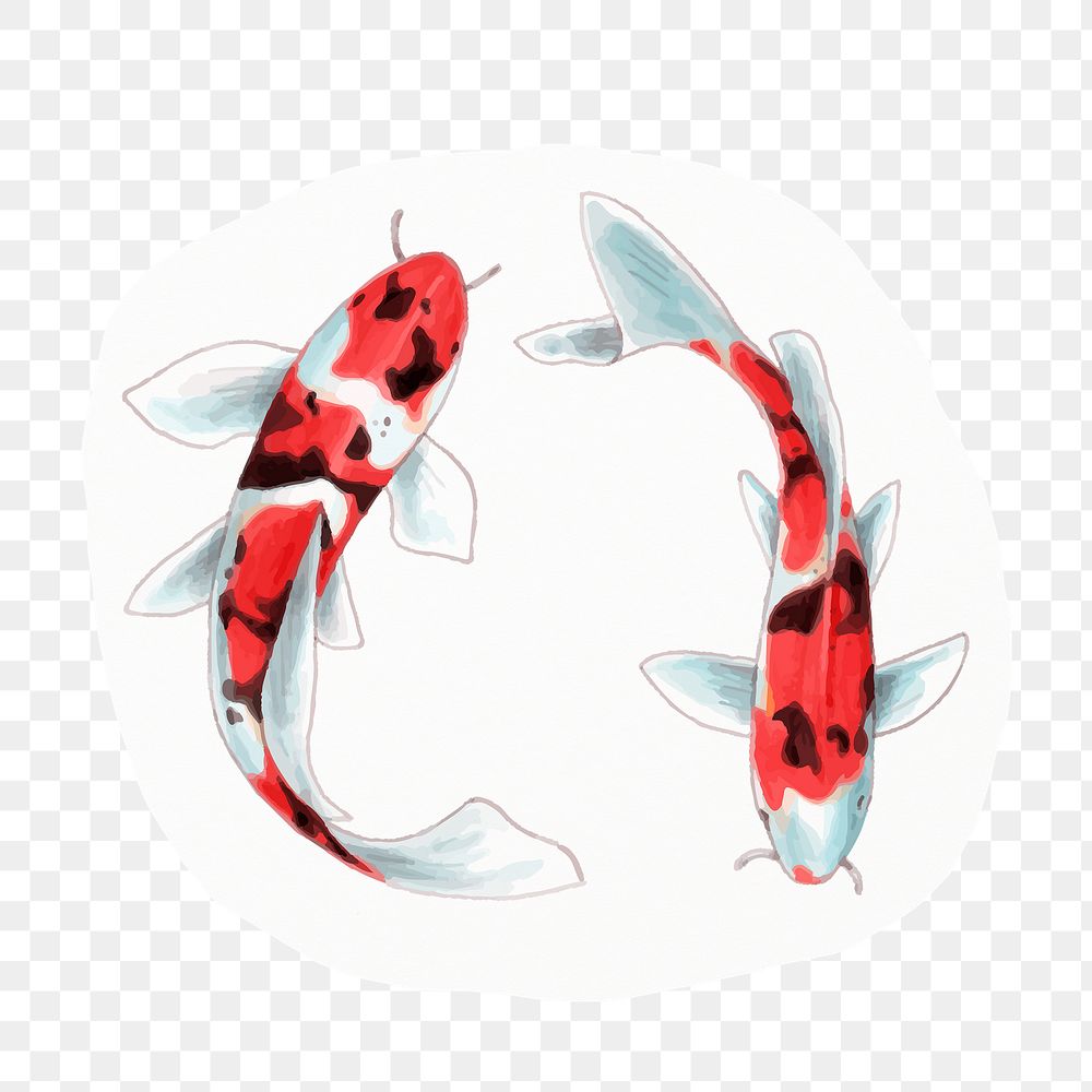Japanese koi fish png sticker, drawing illustration, transparent background