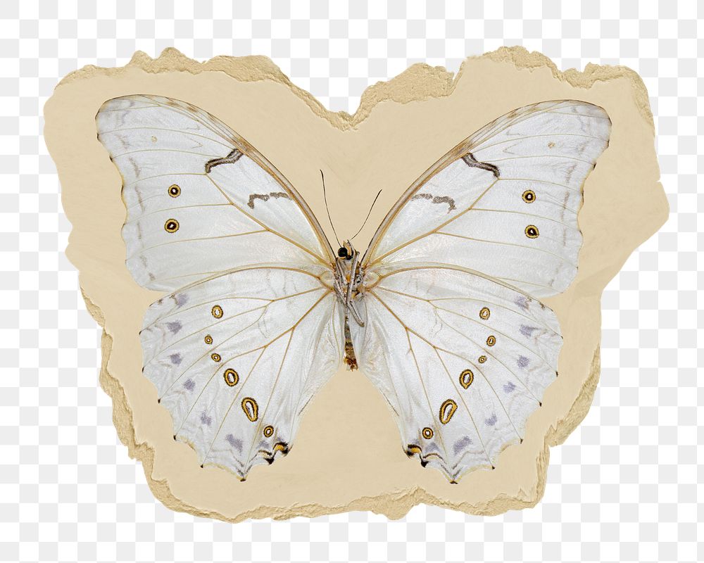 Aesthetic butterfly png sticker, ripped paper, transparent background