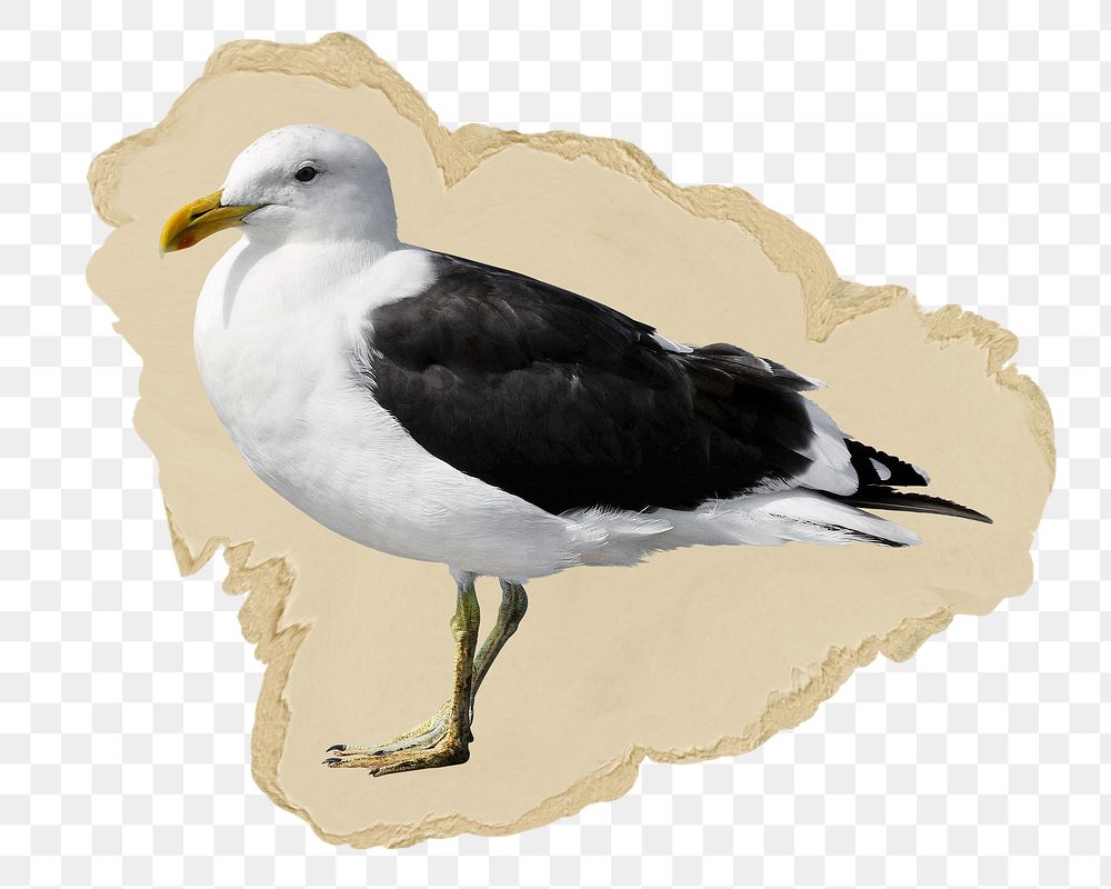 Seagull bird png sticker, ripped paper, transparent background