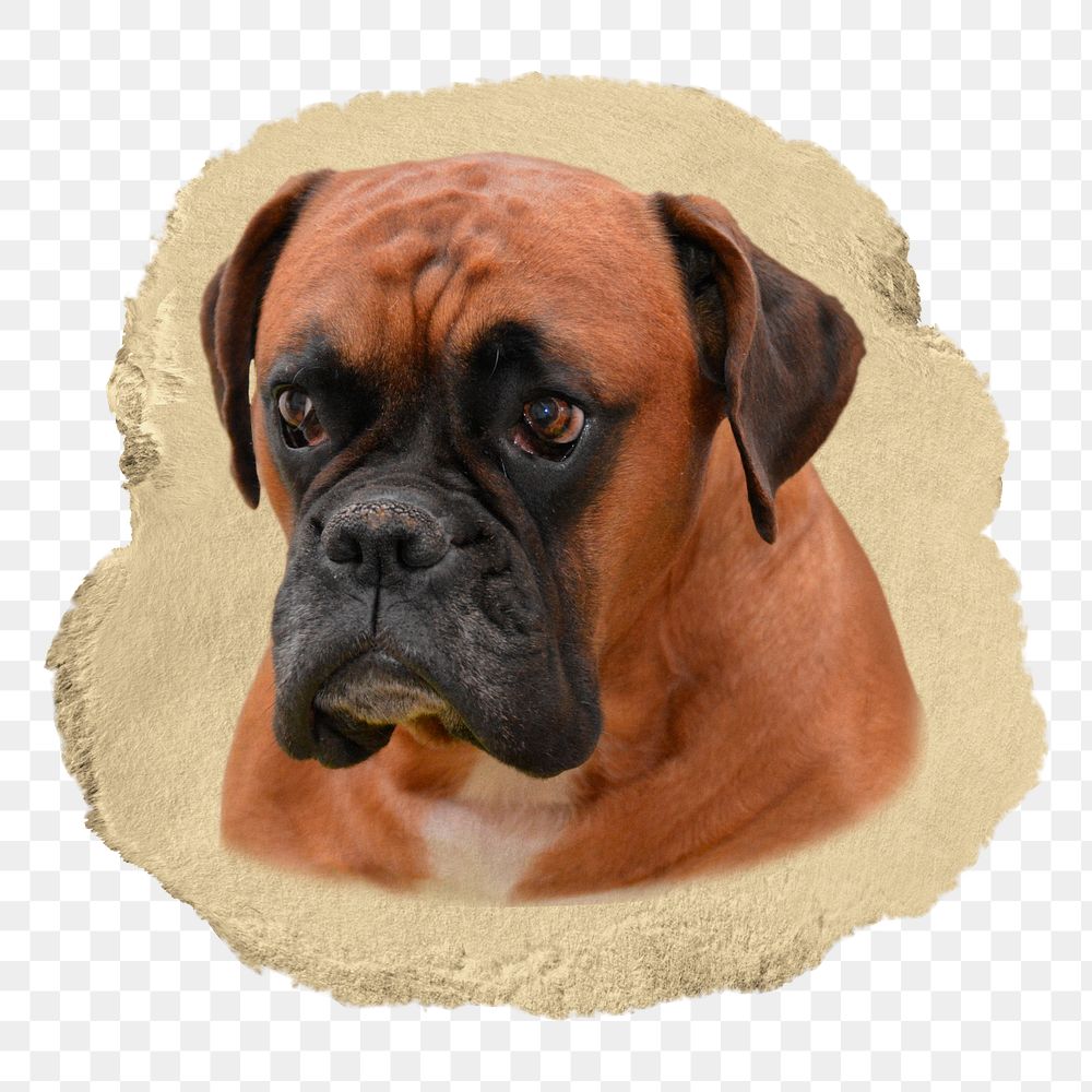 Boxer dog png sticker, ripped paper transparent background