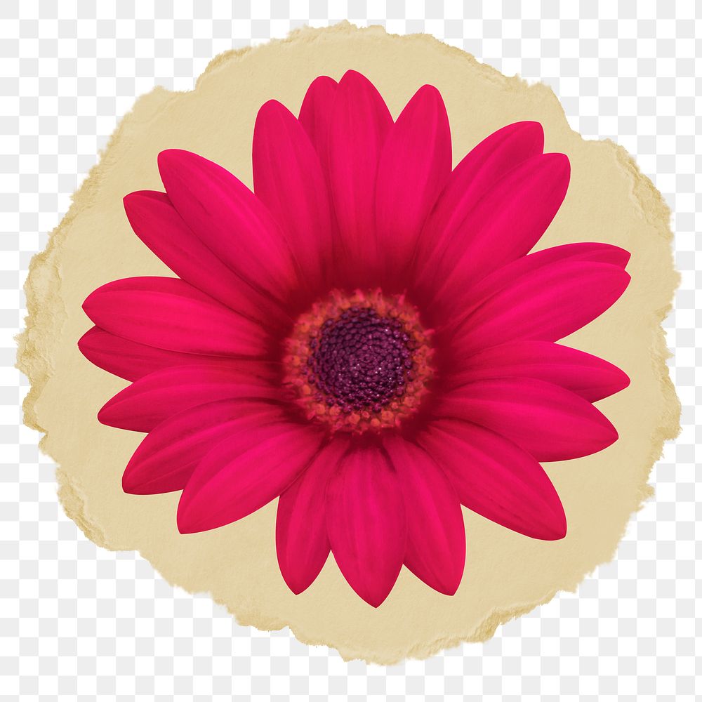 Pink daisy png sticker, ripped paper transparent background