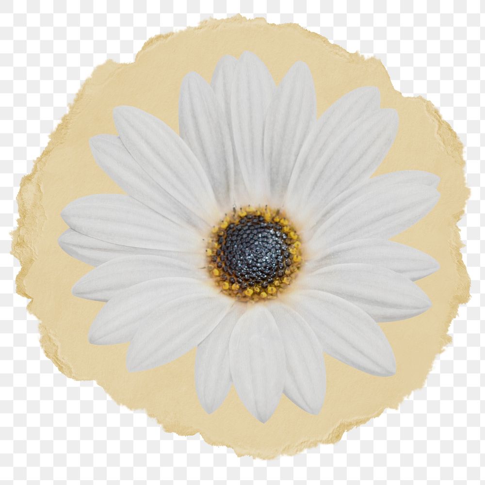 White daisy png sticker, ripped paper transparent background