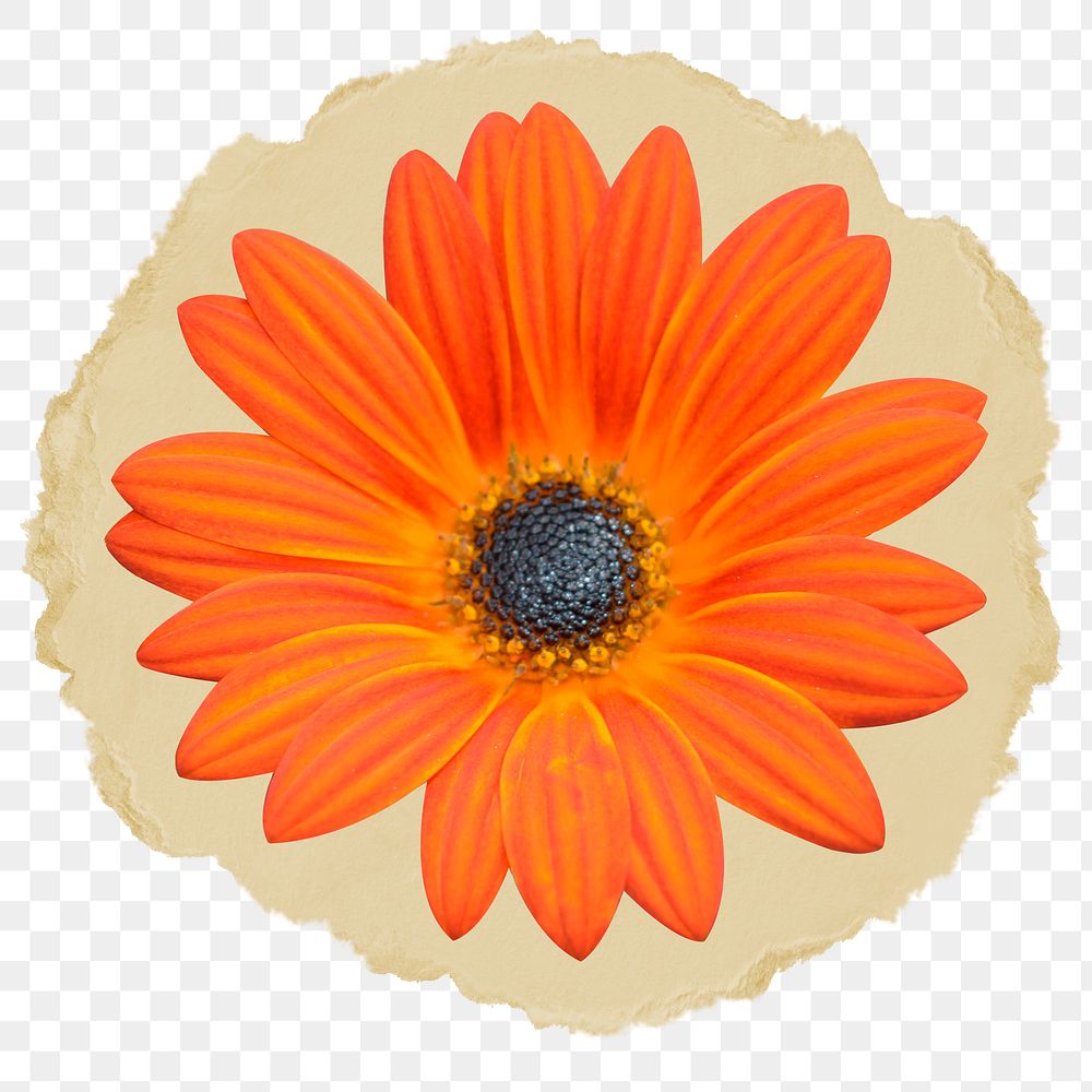 Orange daisy png sticker, ripped paper transparent background