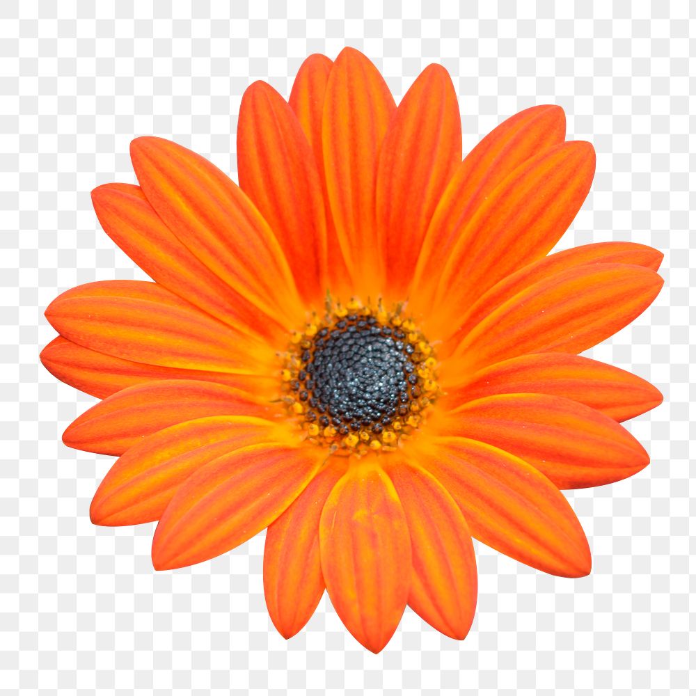 Orange daisy png sticker, transparent background