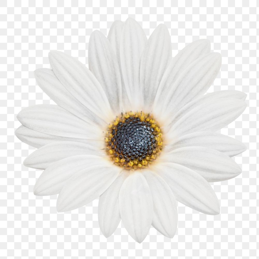 White daisy png sticker, transparent background