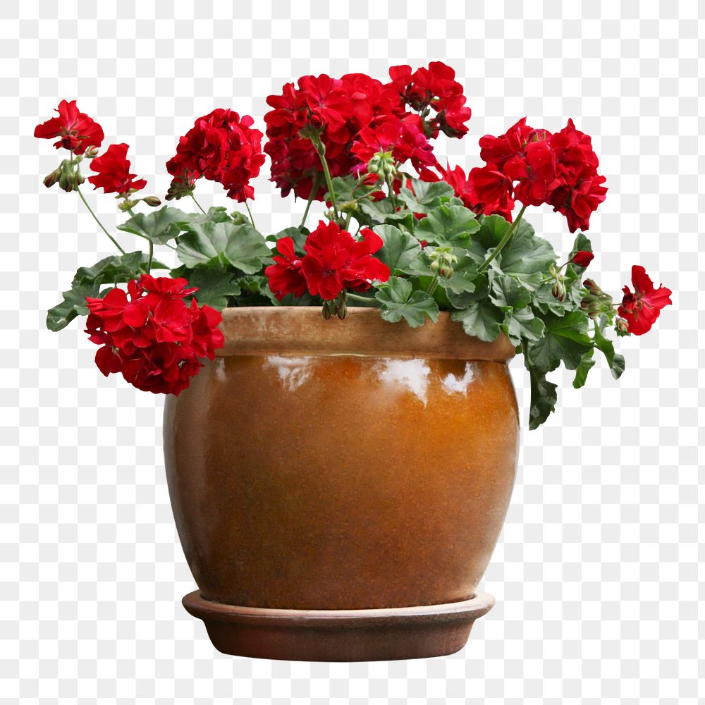 Red flower png sticker, transparent background