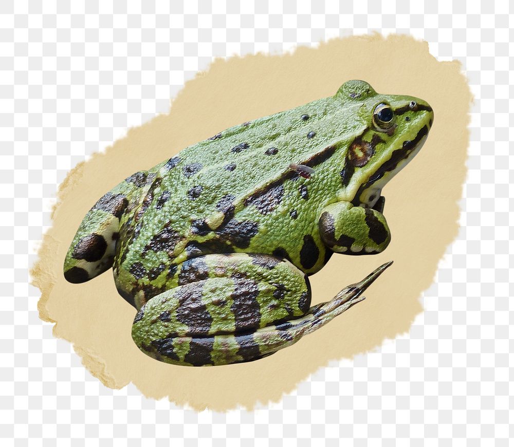 Frog png sticker, ripped paper transparent background