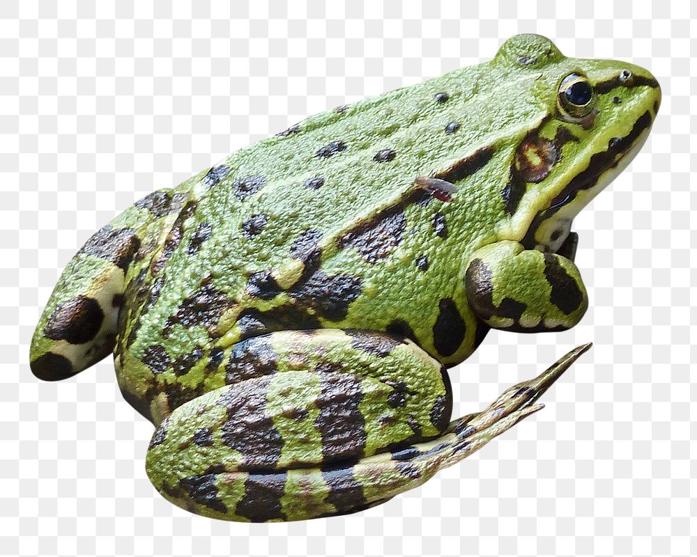 Frog png sticker, transparent background