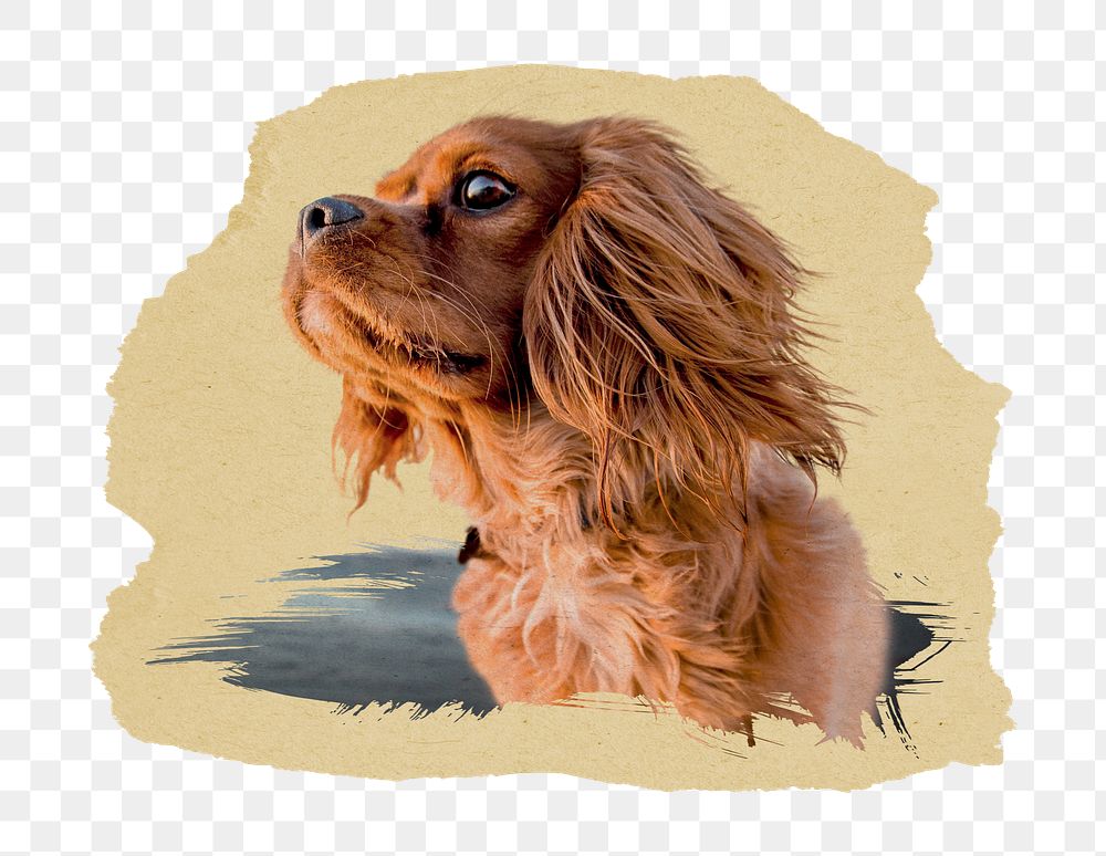 PNG brown fluffy puppy, collage element, transparent background