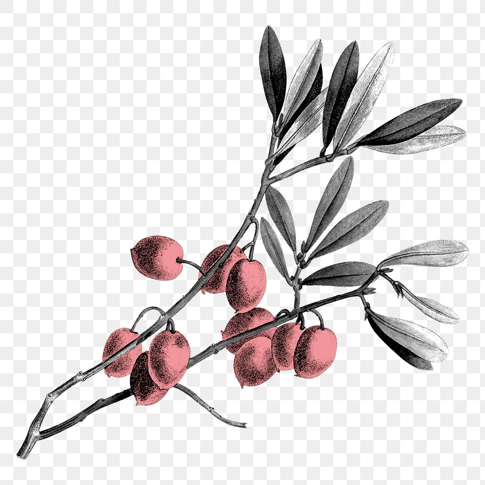 Png Botanical sticker illustration, fruits, transparent background
