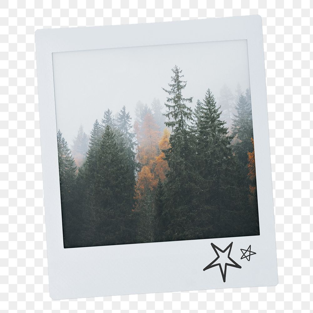 Pine forest png instant photo sticker, nature aesthetic image on transparent background