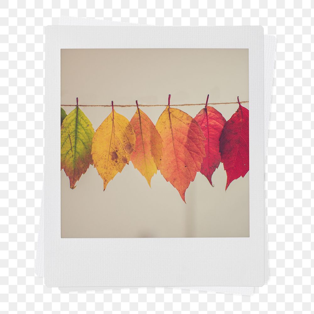 Autumn leaves png sticker, Fall aesthetic instant photo on transparent background
