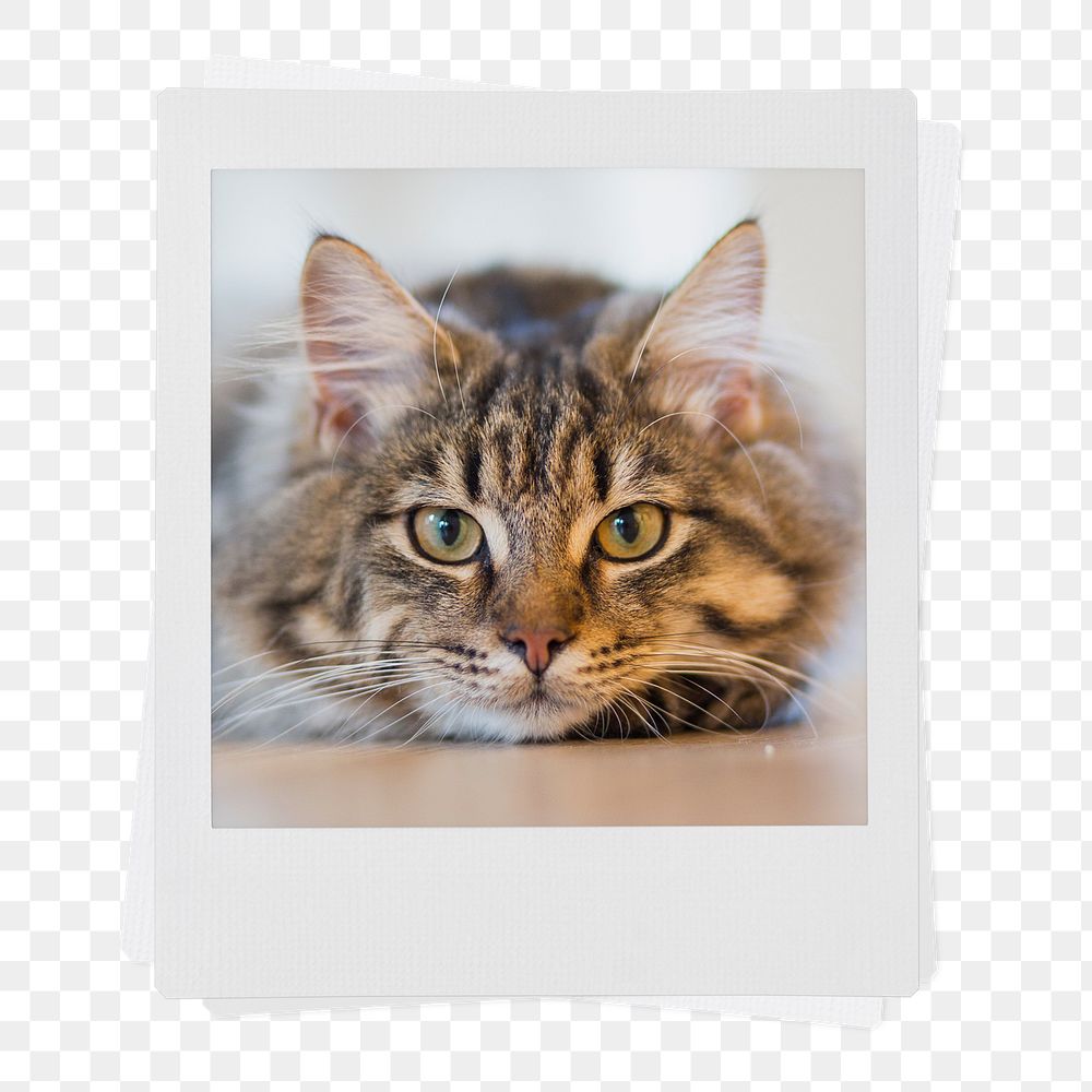 Tabby kitten png sticker, cute pet instant photo on transparent background