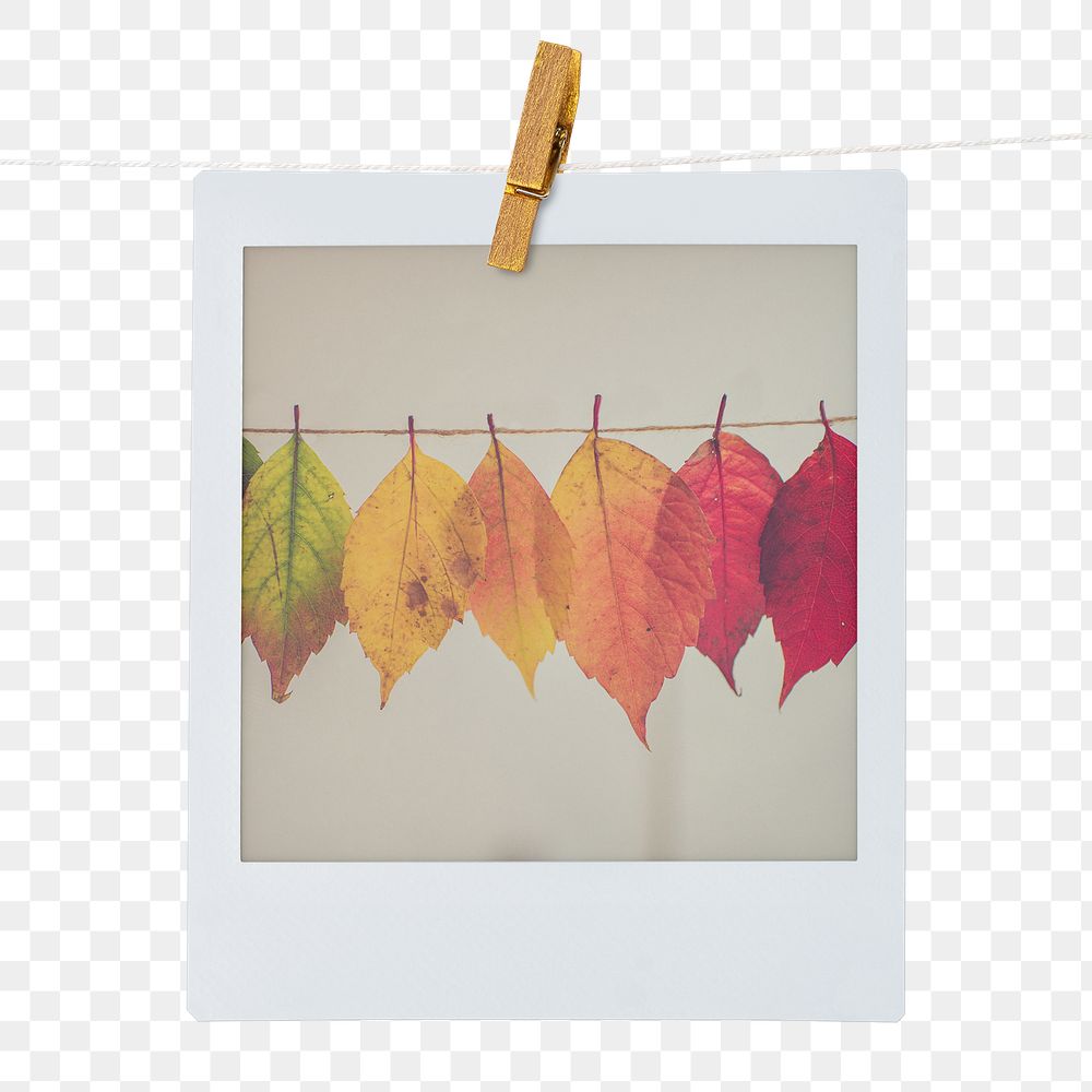 Autumn leaves png sticker, Fall aesthetic instant photo with wooden clip on transparent background