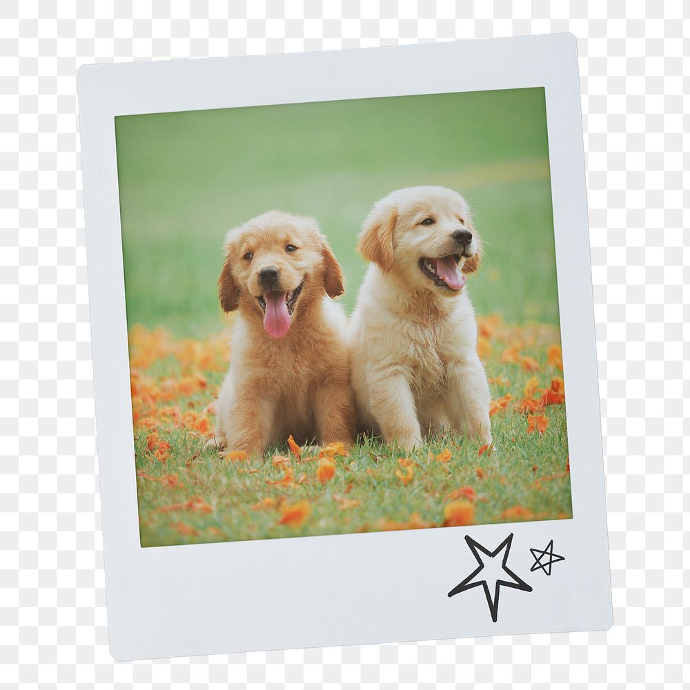 Golden Retriever png puppy sticker, pet portrait, instant photo image on transparent background