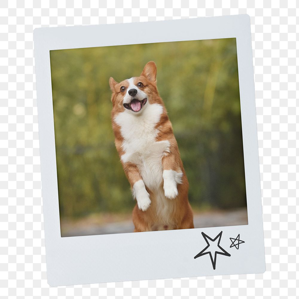 Cheerful Corgi png dog sticker, pet portrait, instant photo image on transparent background