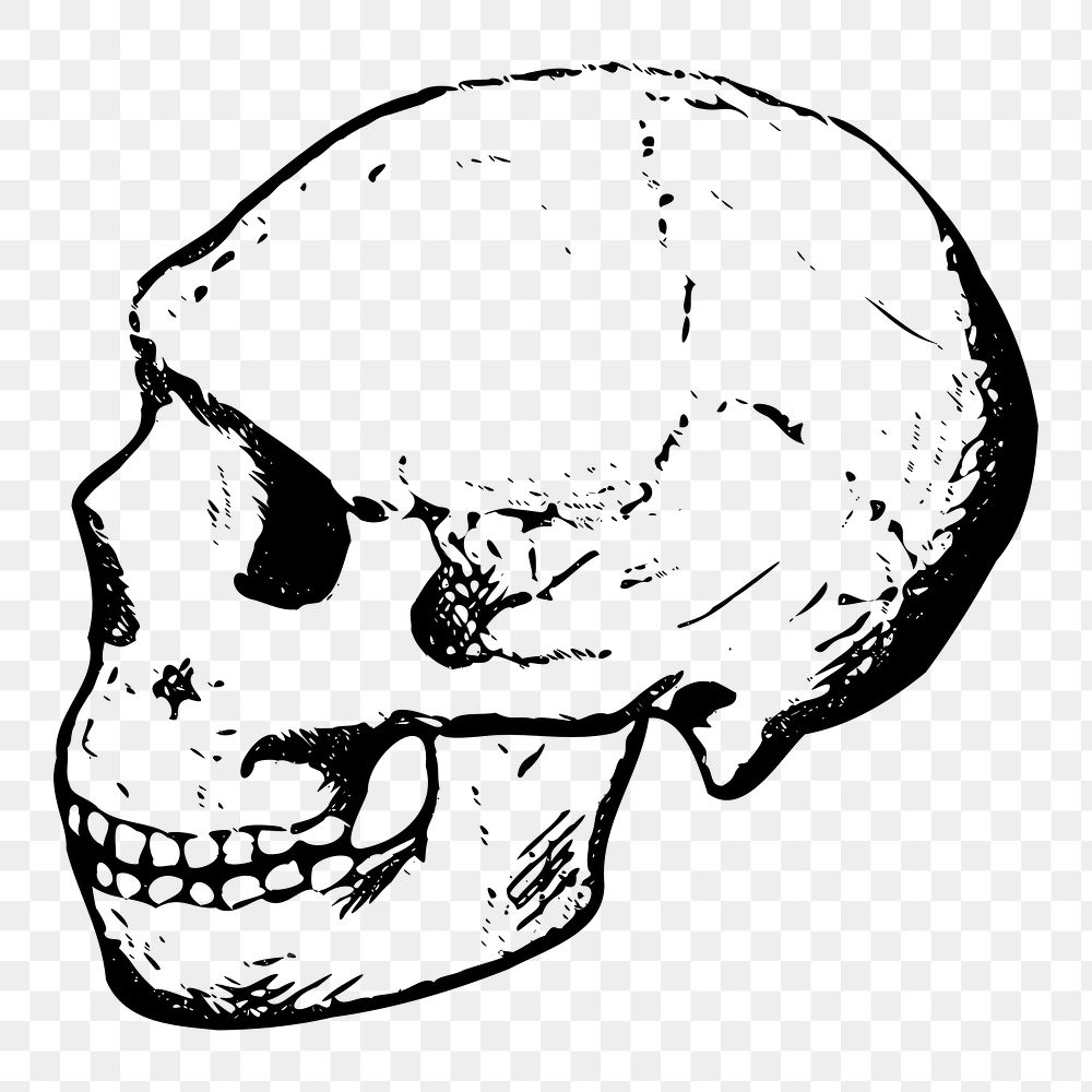 Human skull png sticker, transparent background. Free public domain CC0 image.