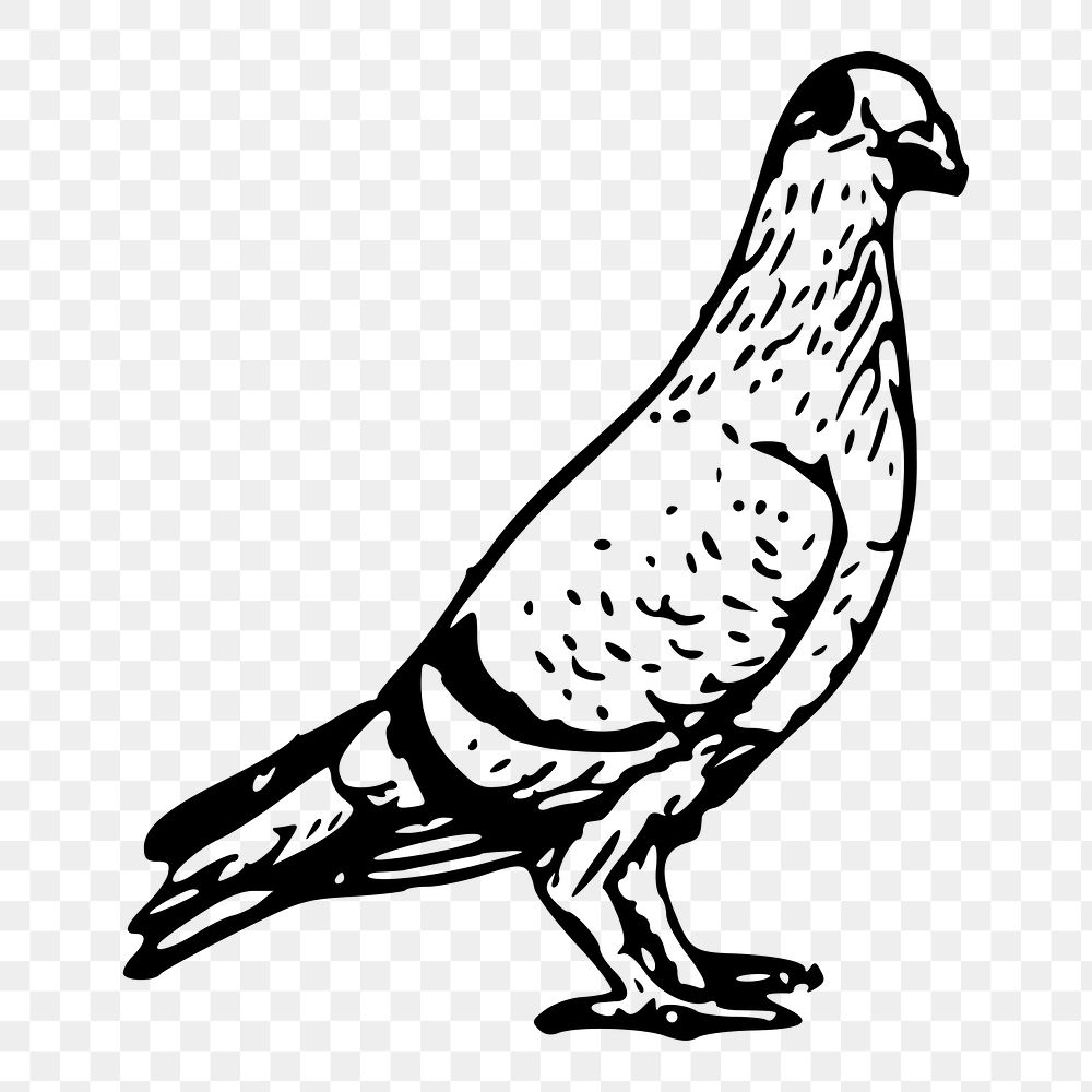 Pigeon bird, animal png sticker, transparent background. Free public domain CC0 image.