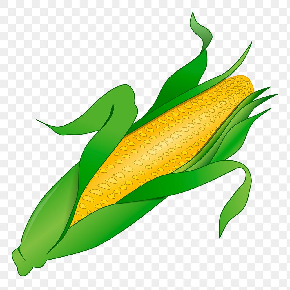 Corn, vegetable png sticker, transparent background. Free public domain CC0 image.