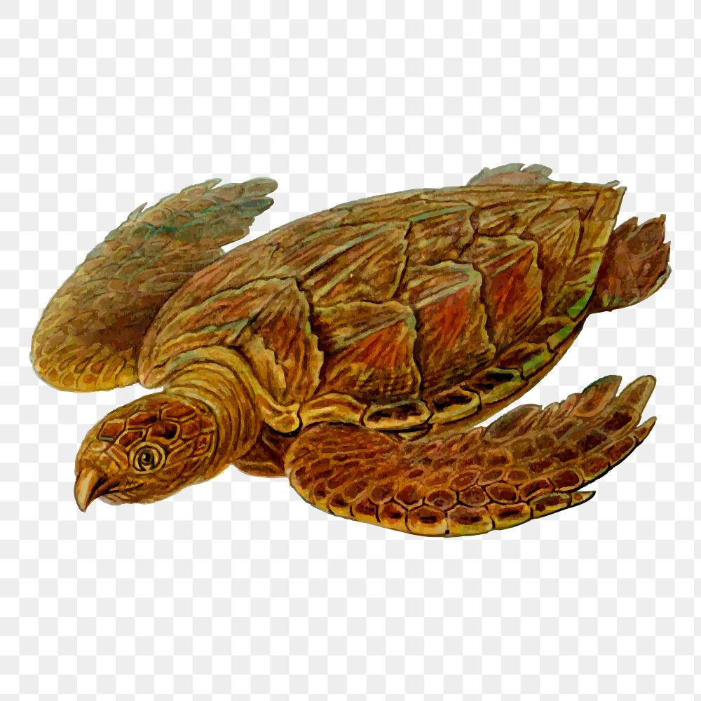 Hawksbill turtle png sticker, transparent background. Free public domain CC0 image.