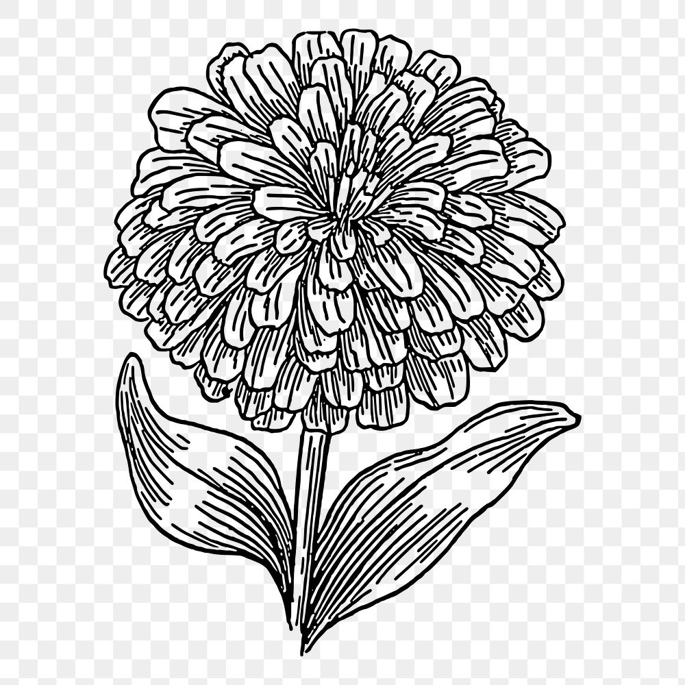 Zinnia flower png sticker, transparent background. Free public domain CC0 image.