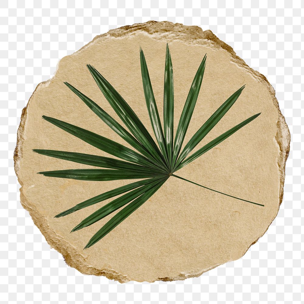 Palm leaf branch png sticker, ripped paper, transparent background