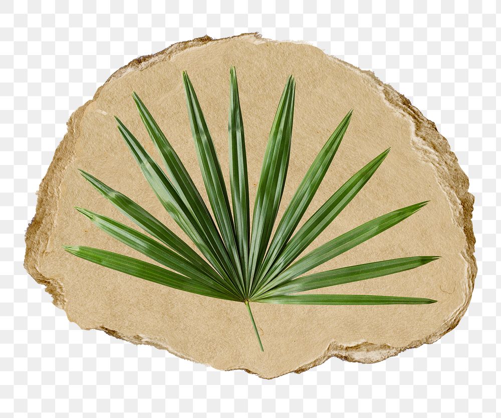 Palm leaf branch png sticker, ripped paper, transparent background