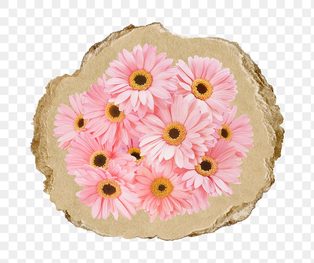 Pink daisy flowers png sticker, ripped paper, transparent background