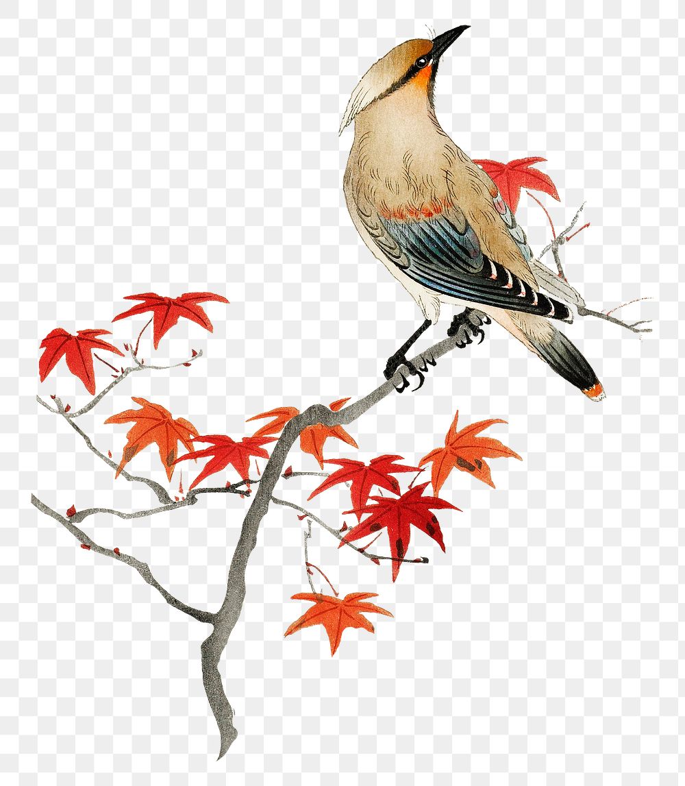 Plague bird png sticker, vintage Autumn aesthetic illustration, transparent background