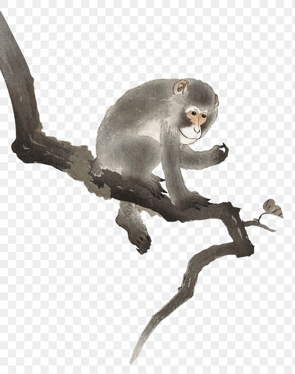 Monkey png tree sticker, vintage animal illustration, transparent background