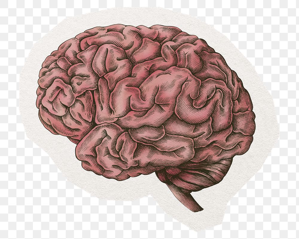 Brain illustration png digital sticker, collage element in transparent background