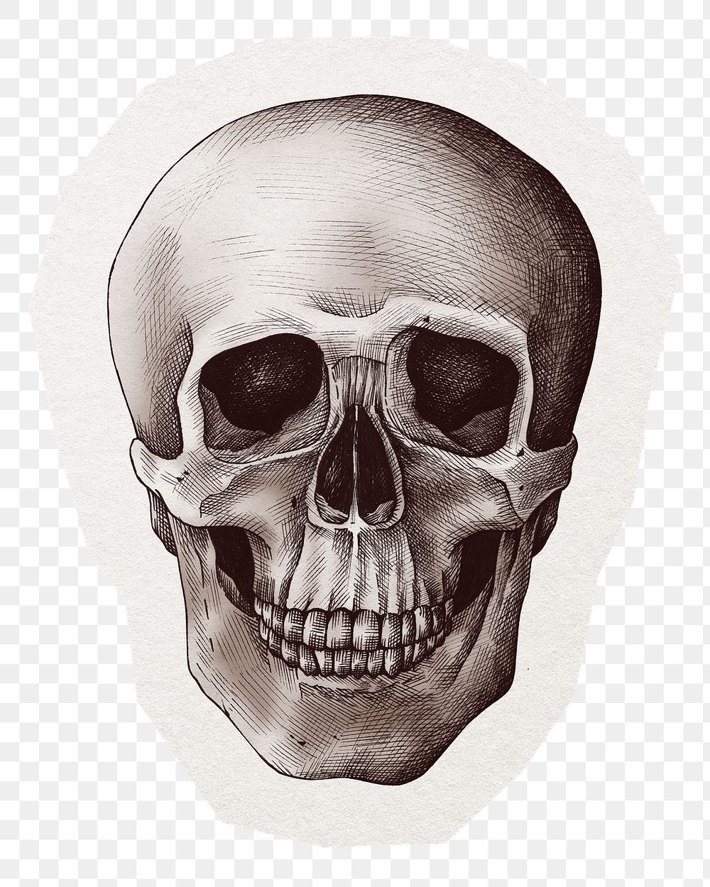 Skull illustration png sticker, transparent background
