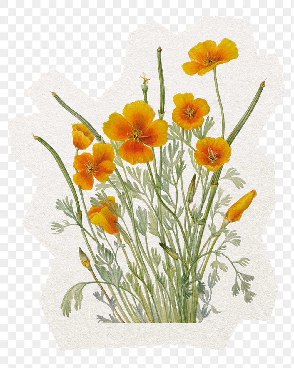 Flower sticker png, Mexican poppy illustration in transparent background