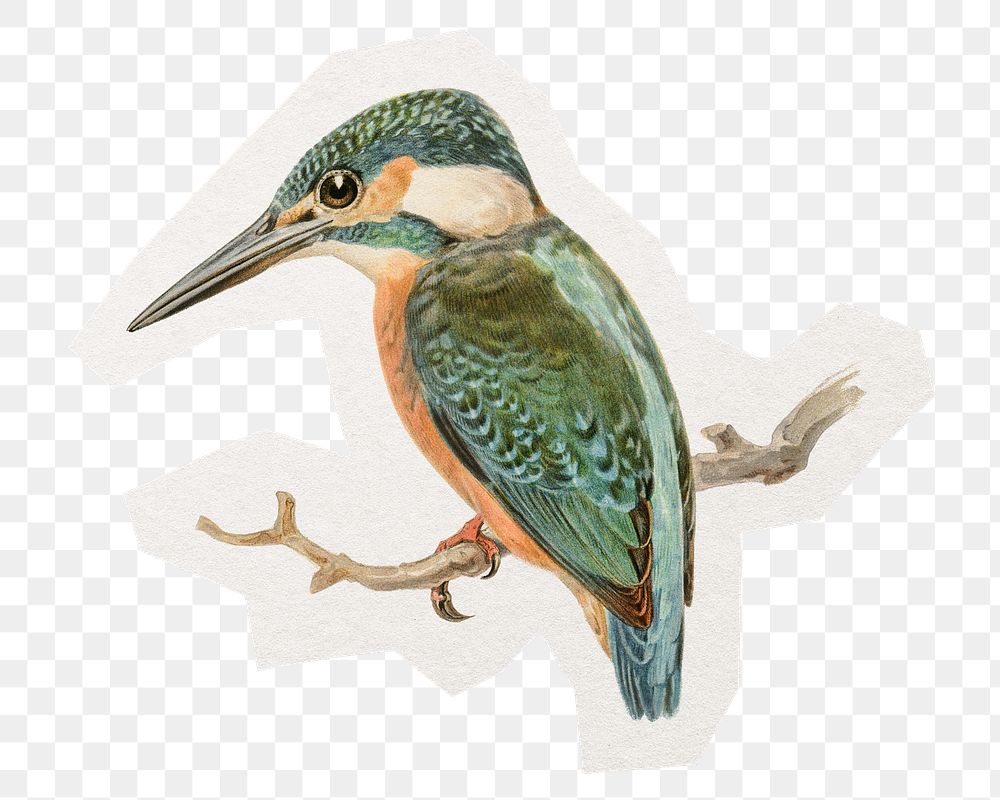 Kingfisher bird png digital sticker, collage element in transparent background