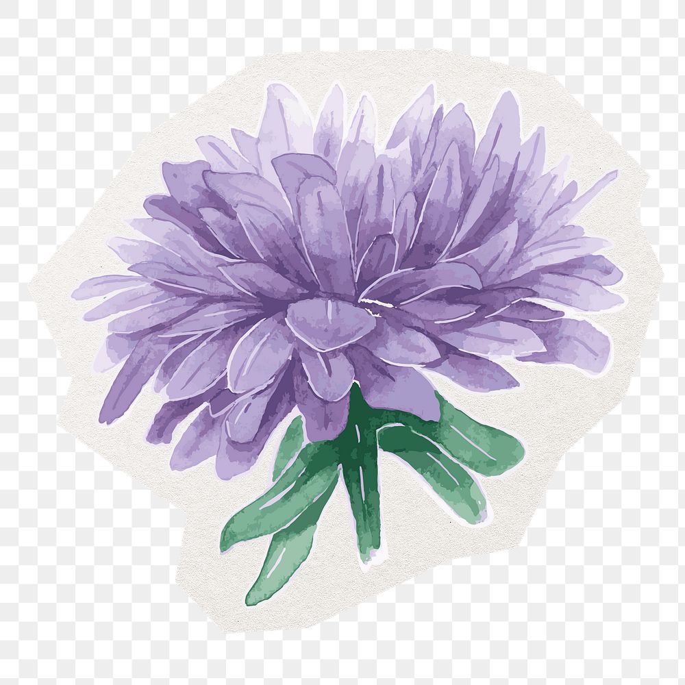 Chrysanthemum png flower sticker, purple watercolor illustration in transparent background
