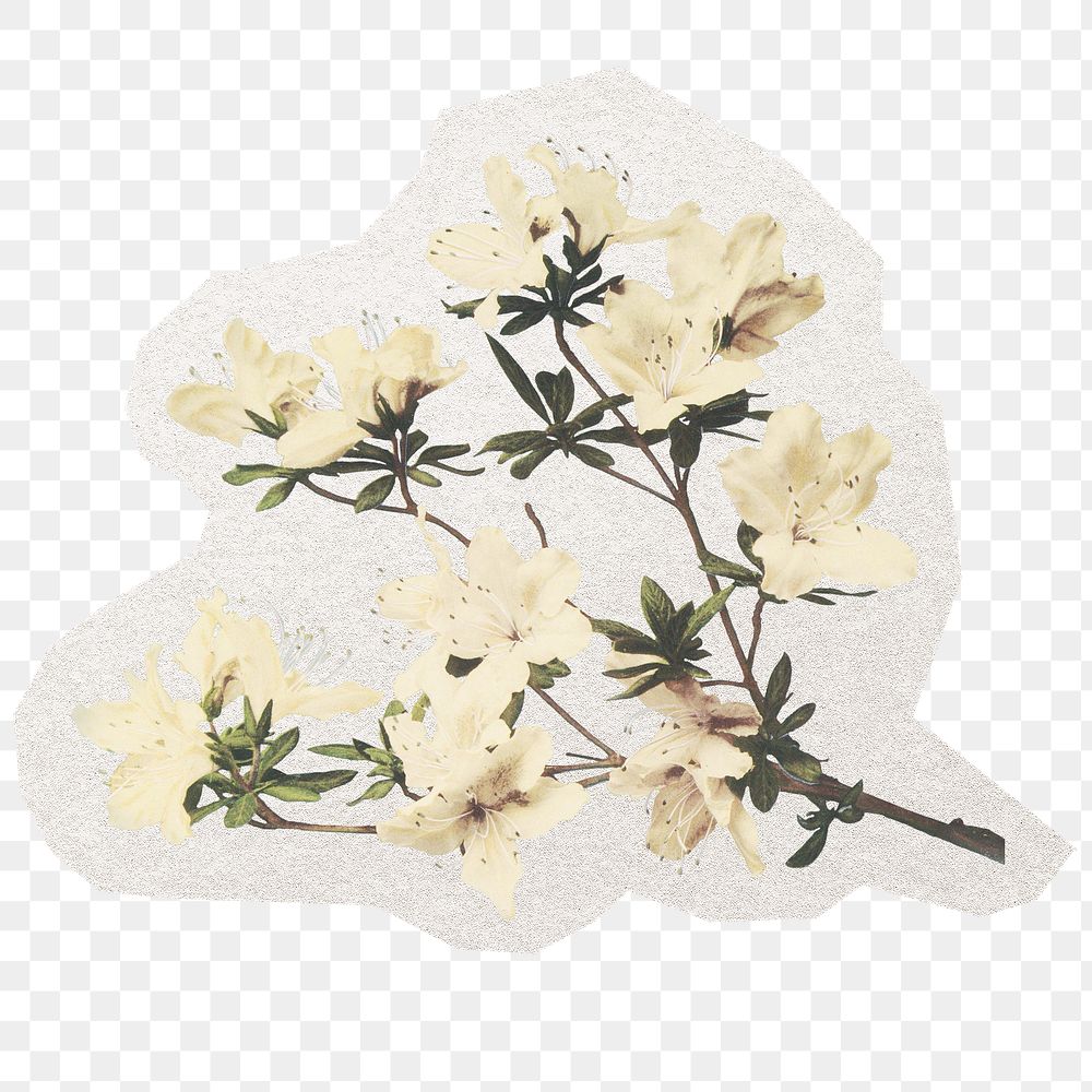 White flower png sticker, botanical illustration