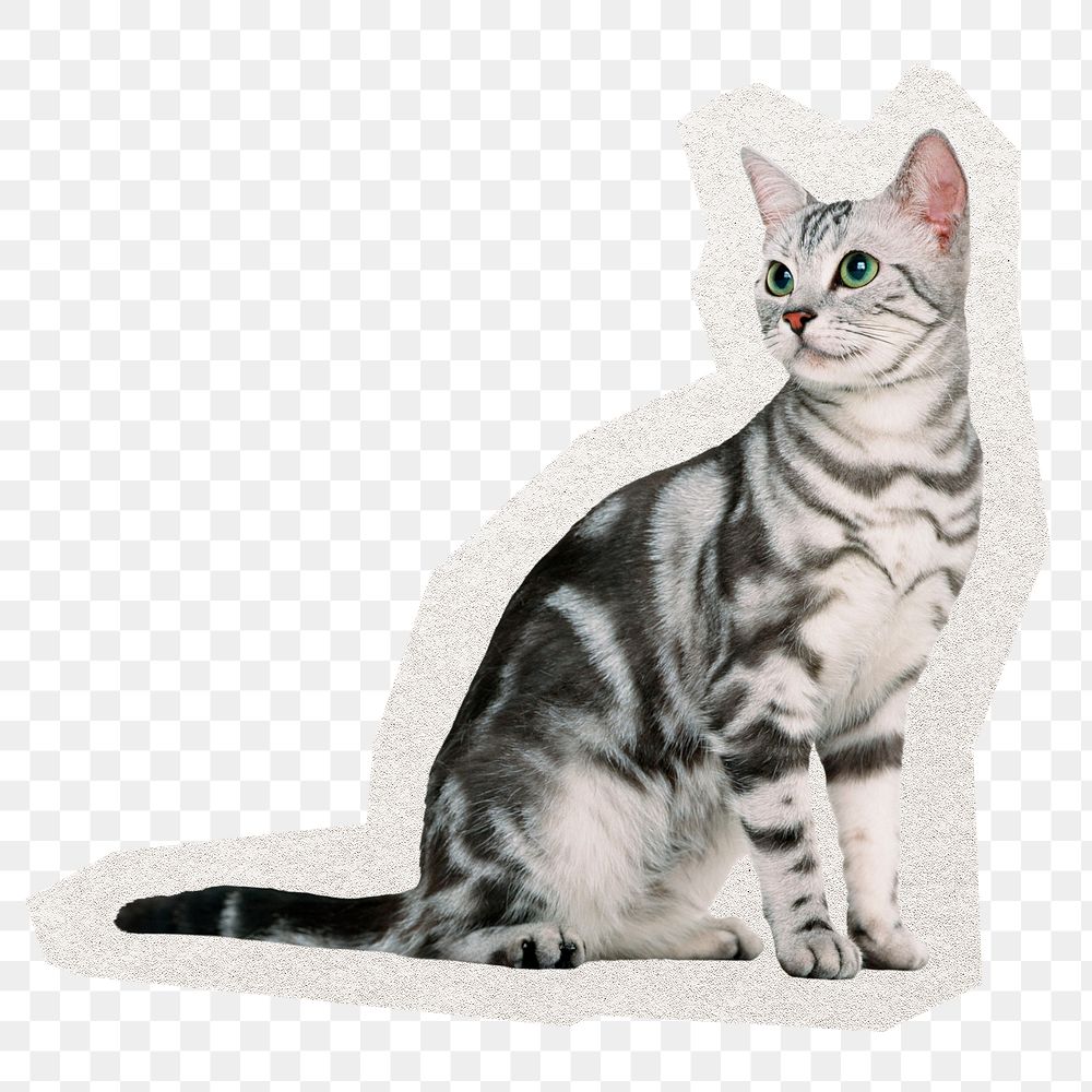 PNG cat sticker, pet animal illustration in transparent background