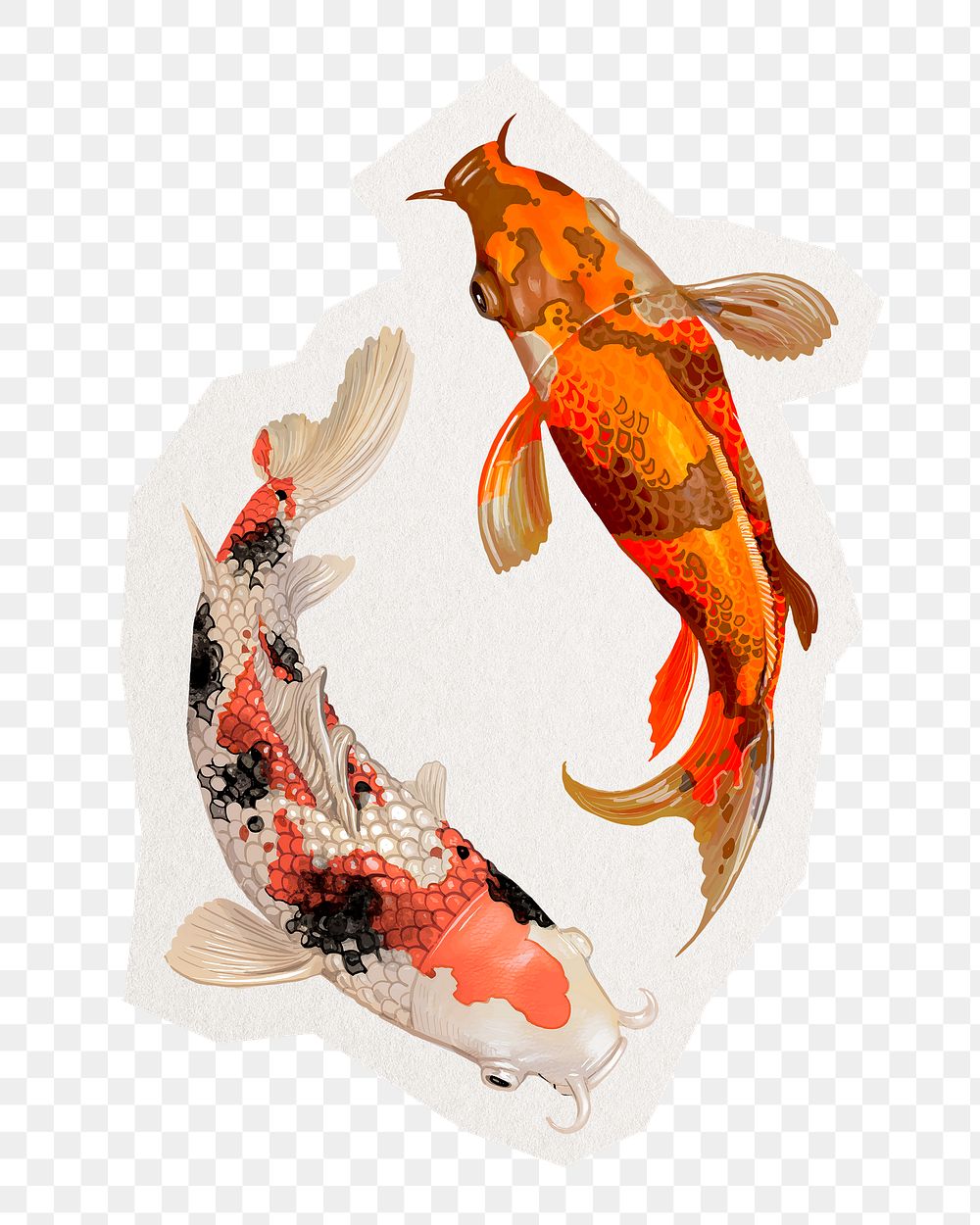 Koi fish png sticker, animal illustration cut out in transparent background