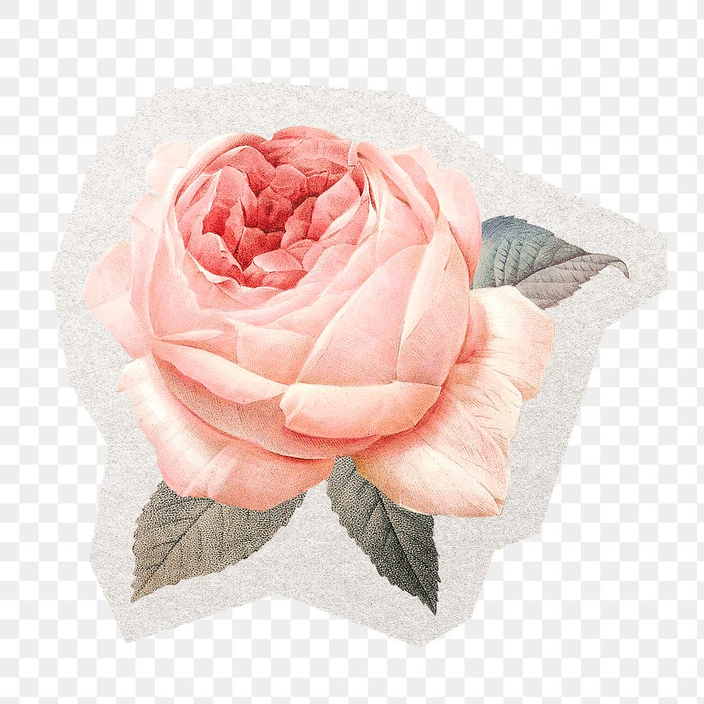 Pink rose, png sticker, watercolor illustration in transparent background