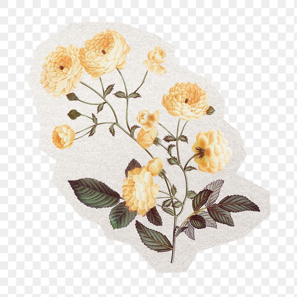 White rose png flower sticker, watercolor illustration