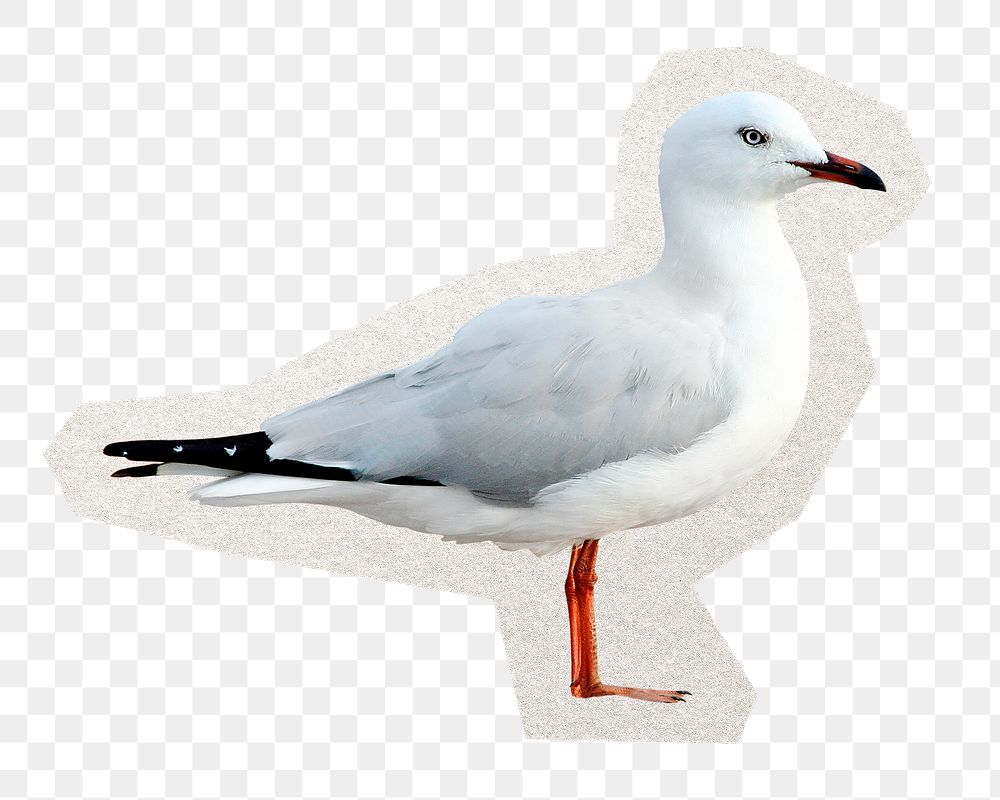 Seagull png digital sticker, collage element in transparent background