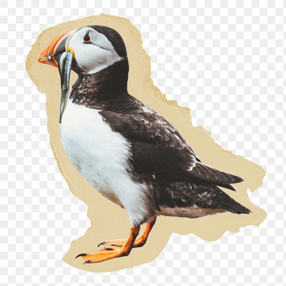 Puffin bird png sticker, ripped paper, transparent background
