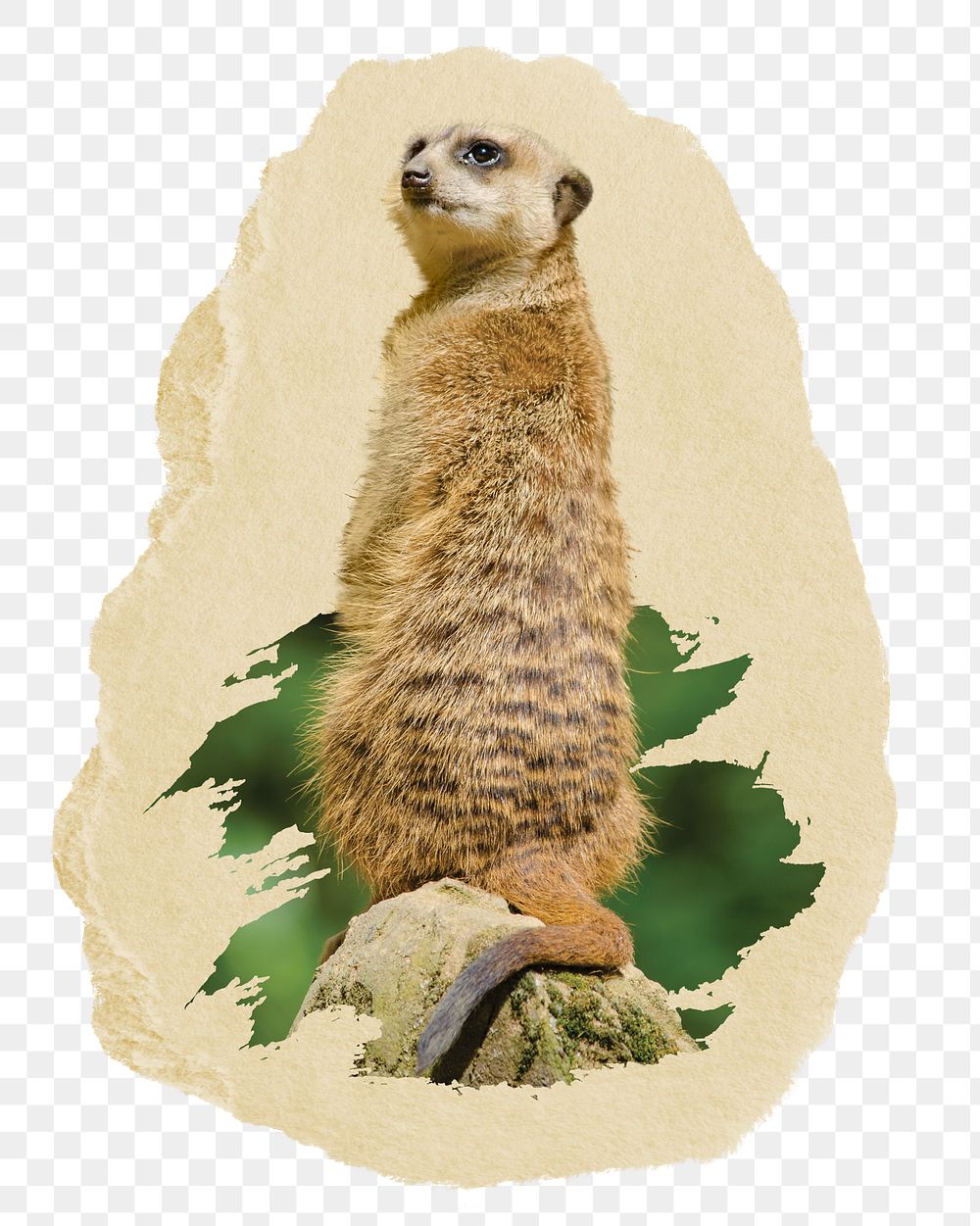 Meerkat png sticker, ripped paper, transparent background