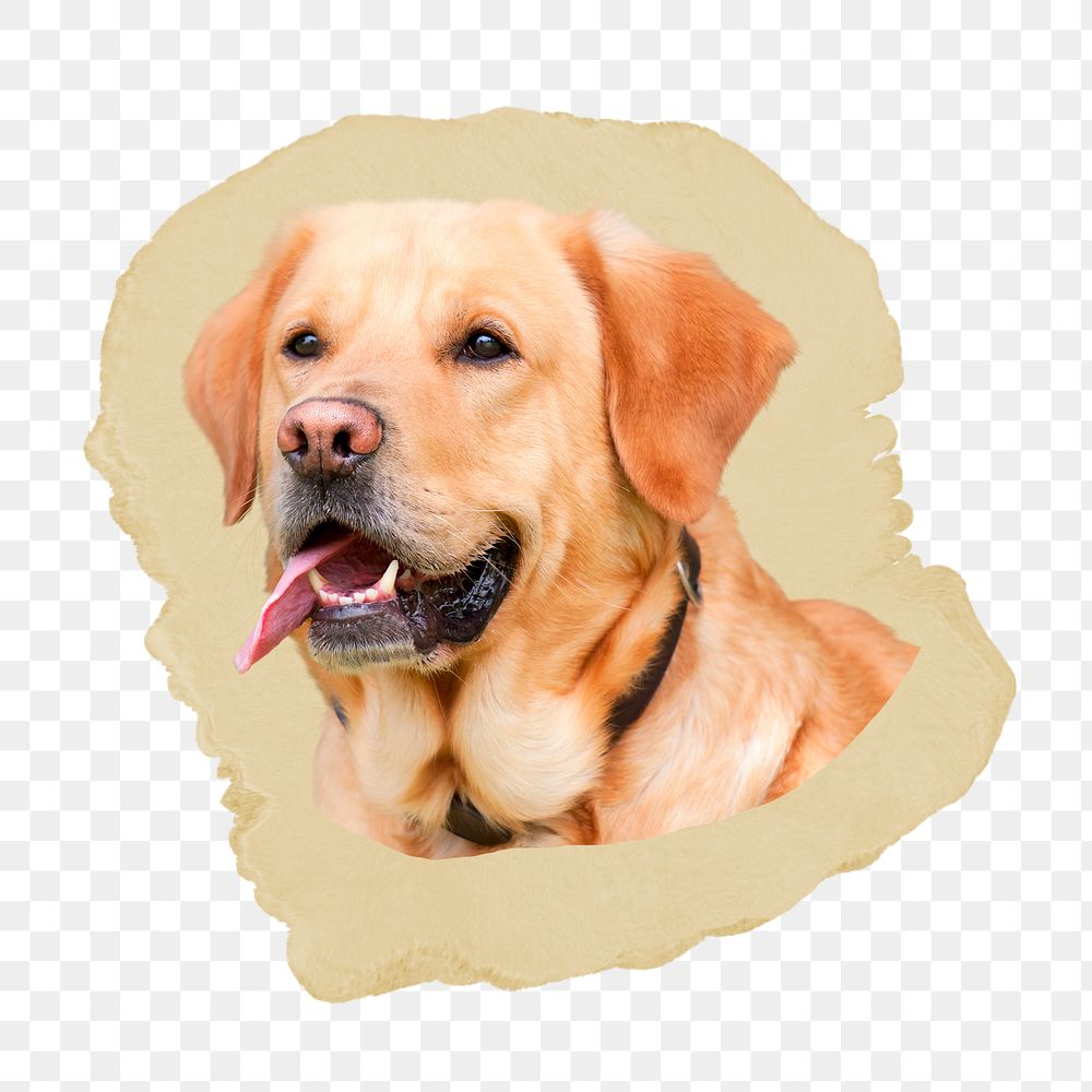 Golden Retriever dog png sticker, ripped paper, transparent background