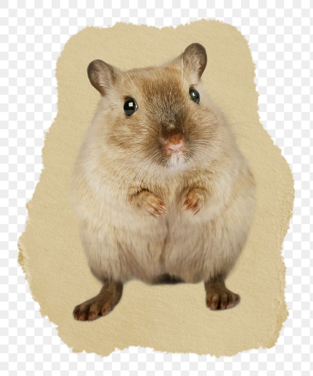 Hamster pet png sticker, ripped paper transparent background