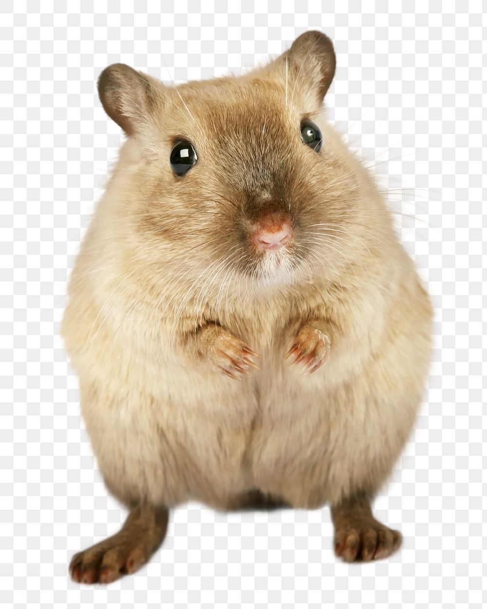 Hamster pet png sticker, transparent background