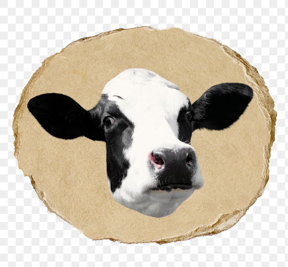 Cow png farm animal sticker, ripped paper, transparent background